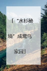“水杉秘境”成鹭鸟家园