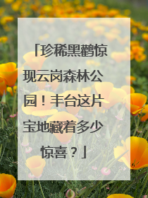 珍稀黑鹳惊现云岗森林公园！丰台这片宝地藏着多少惊喜？