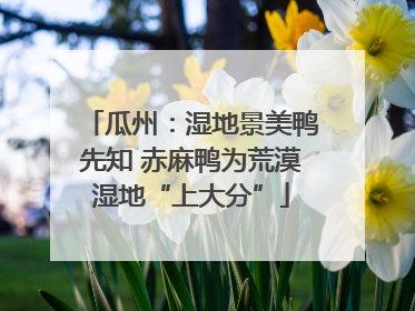 瓜州：湿地景美鸭先知 赤麻鸭为荒漠湿地“上大分”