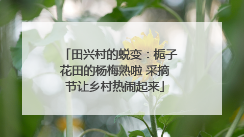 田兴村的蜕变：栀子花田的杨梅熟啦 采摘节让乡村热闹起来