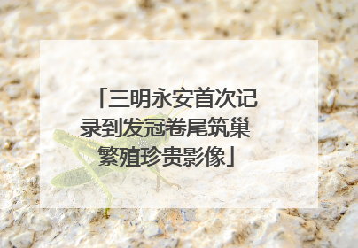 三明永安首次记录到发冠卷尾筑巢繁殖珍贵影像