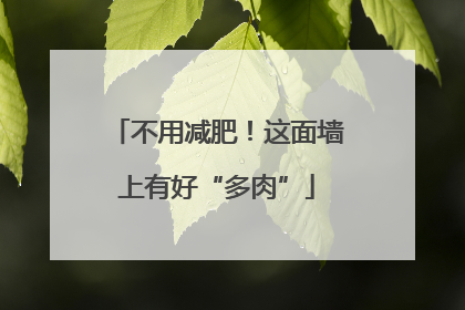 不用减肥！这面墙上有好“多肉”