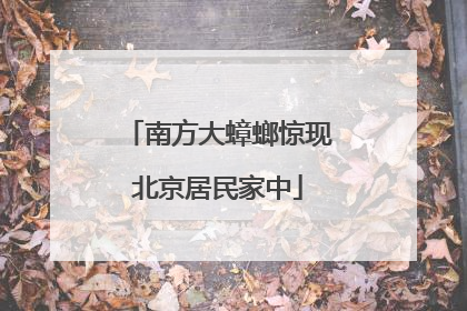 南方大蟑螂惊现北京居民家中