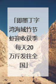即墨丁字湾海域竹节虾迎收获季 每天20万斤发往全国