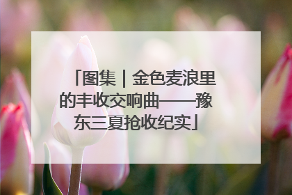 图集｜金色麦浪里的丰收交响曲——豫东三夏抢收纪实