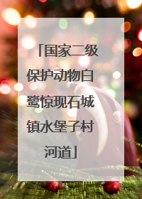 国家二级保护动物白鹭惊现石城镇水堡子村河道