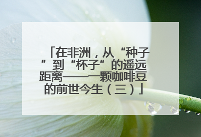 在非洲，从“种子”到“杯子”的遥远距离——一颗咖啡豆的前世今生（三）