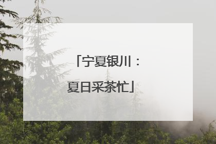 宁夏银川：夏日采茶忙