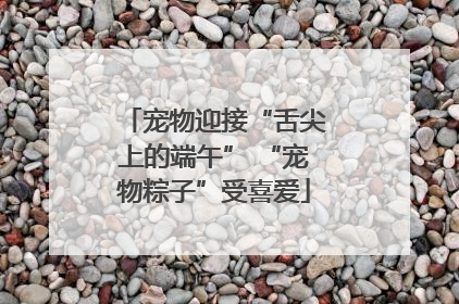 宠物迎接“舌尖上的端午” “宠物粽子”受喜爱