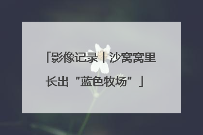 影像记录丨沙窝窝里长出“蓝色牧场”