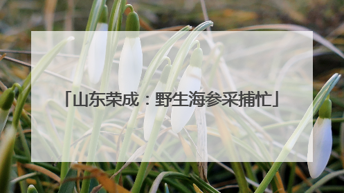 山东荣成：野生海参采捕忙