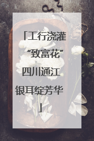 工行浇灌“致富花” 四川通江银耳绽芳华