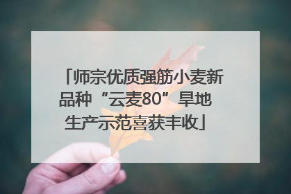 师宗优质强筋小麦新品种“云麦80”旱地生产示范喜获丰收