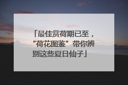 最佳赏荷期已至，“荷花图鉴”带你辨别这些夏日仙子