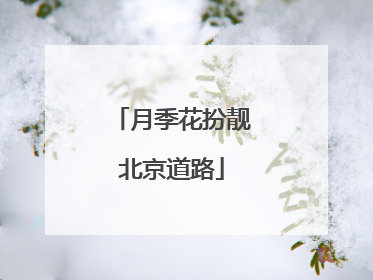 月季花扮靓北京道路