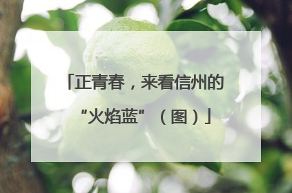正青春，来看信州的“火焰蓝”（图）