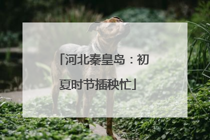 河北秦皇岛：初夏时节插秧忙