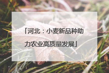 河北：小麦新品种助力农业高质量发展