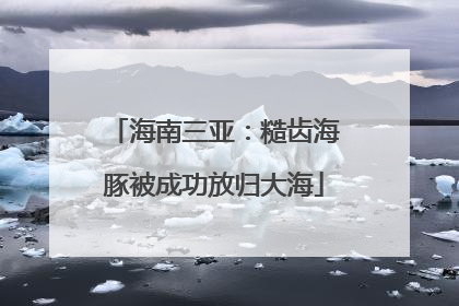 海南三亚：糙齿海豚被成功放归大海