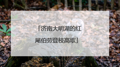 济南大明湖的红尾伯劳登枝高歌