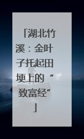 湖北竹溪：金叶子托起田埂上的“致富经”