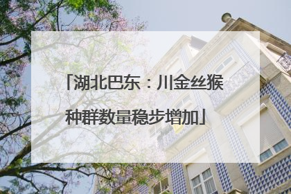 湖北巴东：川金丝猴种群数量稳步增加