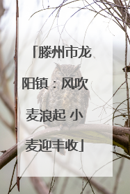 滕州市龙阳镇：风吹麦浪起 小麦迎丰收