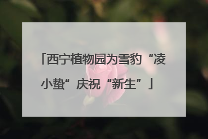 西宁植物园为雪豹“凌小蛰”庆祝“新生”