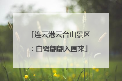 连云港云台山景区：白鹭翩翩入画来