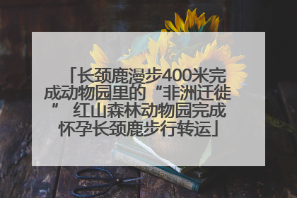 长颈鹿漫步400米完成动物园里的“非洲迁徙” 红山森林动物园完成怀孕长颈鹿步行转运