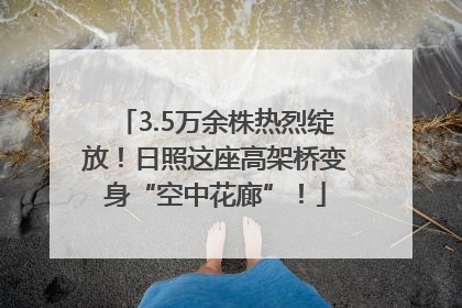3.5万余株热烈绽放！日照这座高架桥变身“空中花廊”！